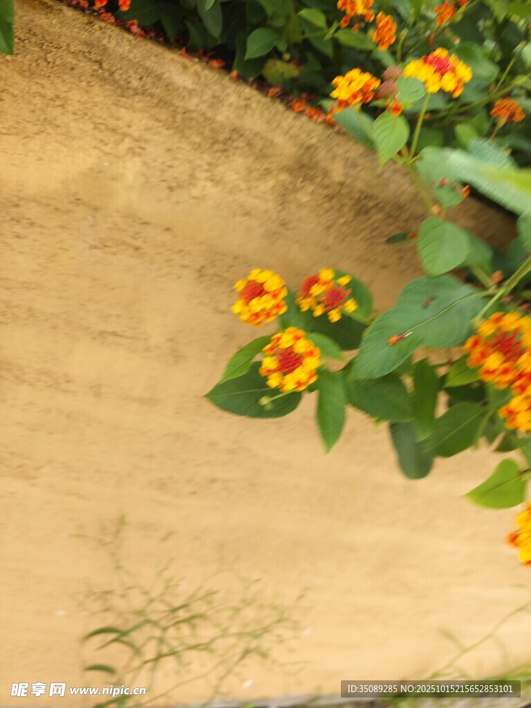 墙边绽放的橙色小花