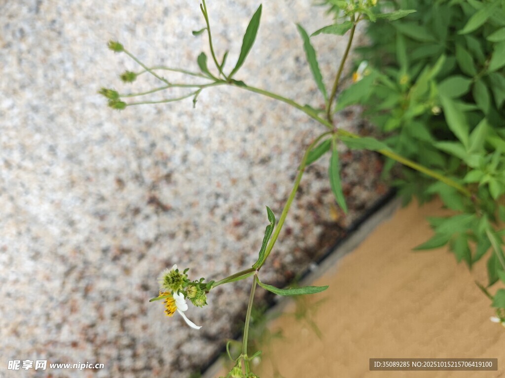 墙角小花绽放