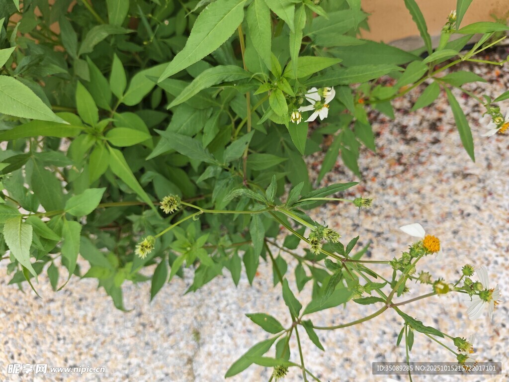 墙边绽放的清新野花