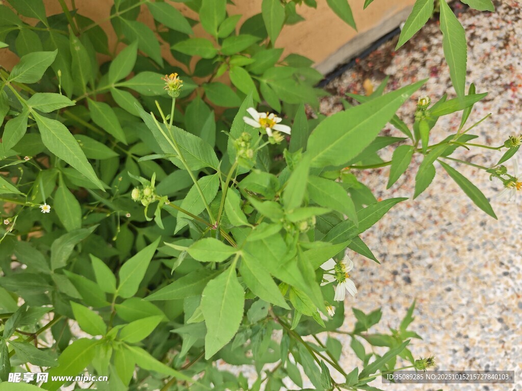 绿叶白花的清新植物