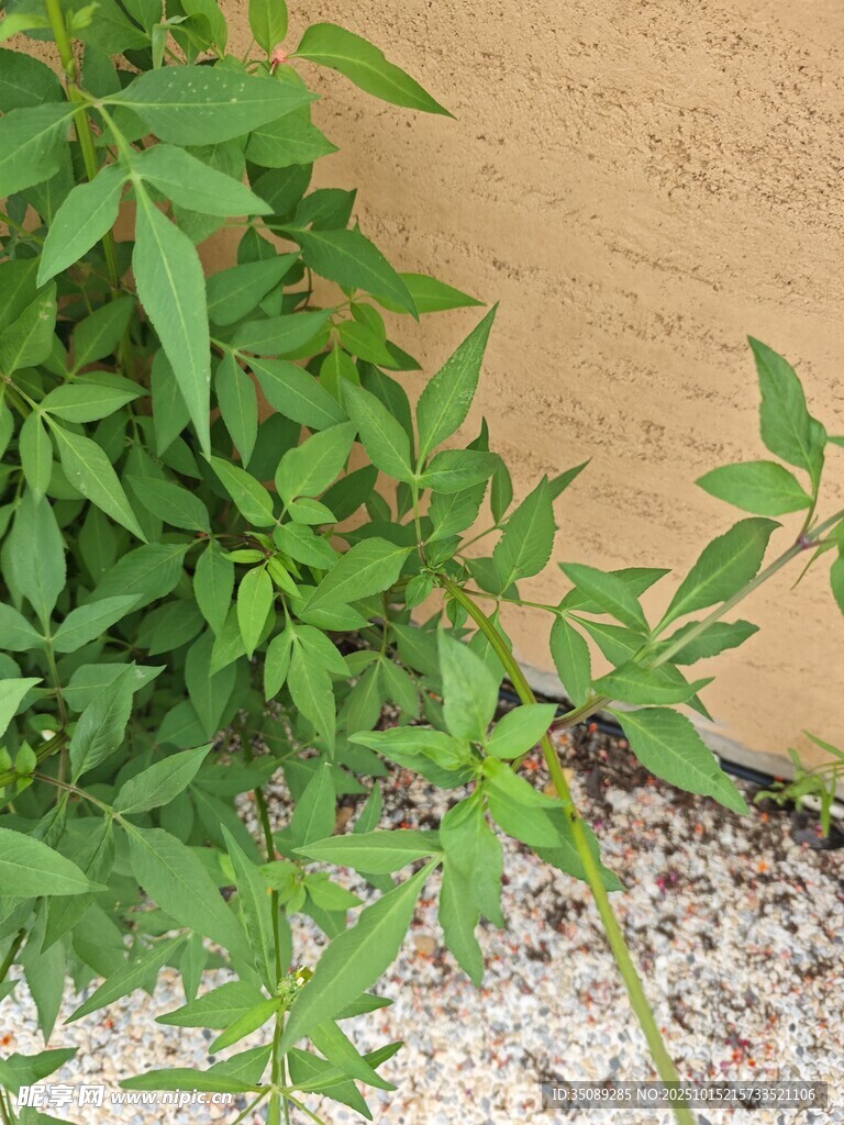 墙边翠绿植物生机盎然
