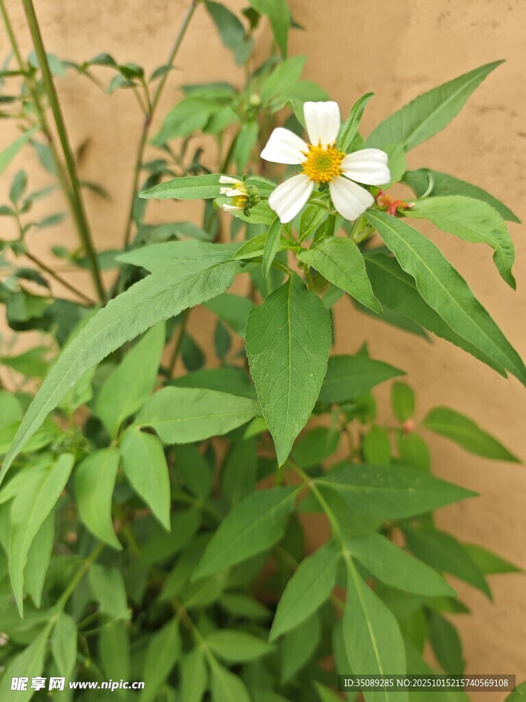 绿叶间的清新小白花