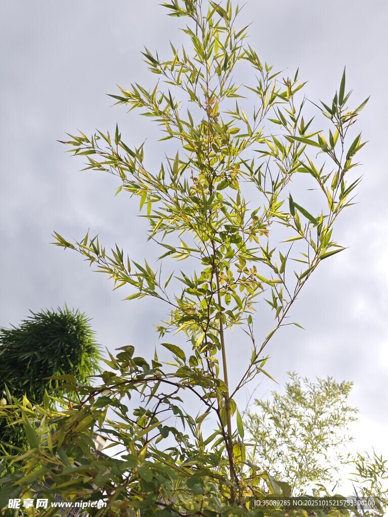 阳光下的嫩绿植物