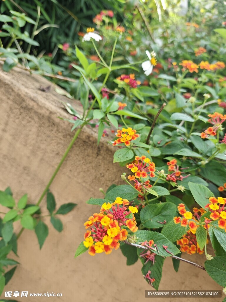 墙边多彩马缨丹绽放