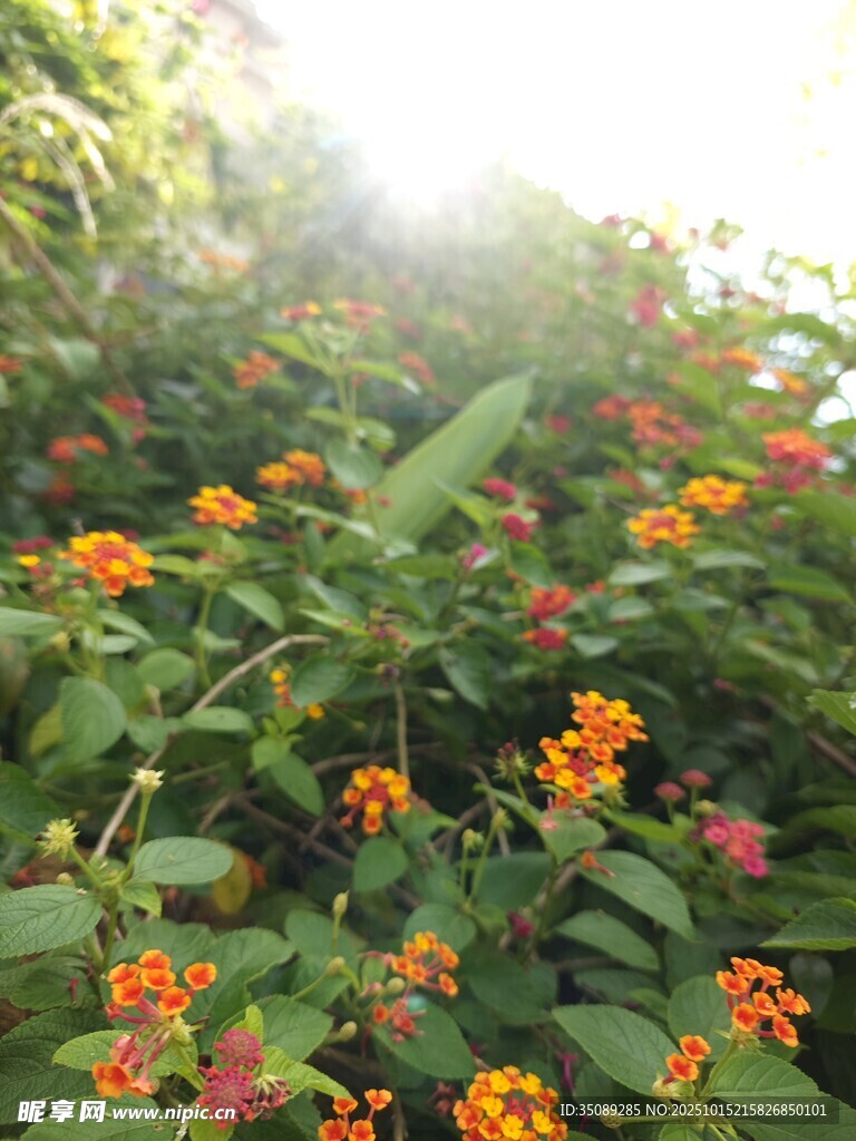 繁花绿叶间的明艳景致