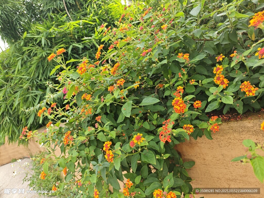 橙色花卉攀附绿植景观