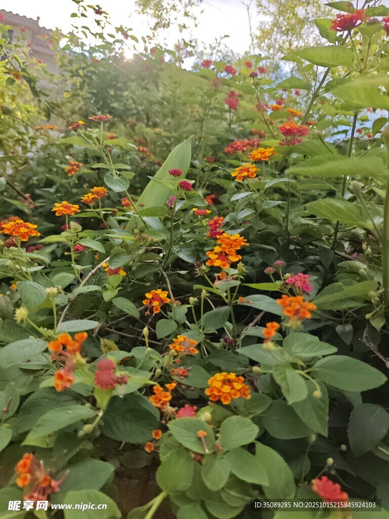 鲜艳花丛绽放美丽色彩
