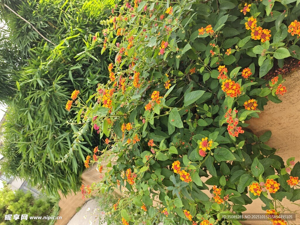 墙上绽放的橙色小花