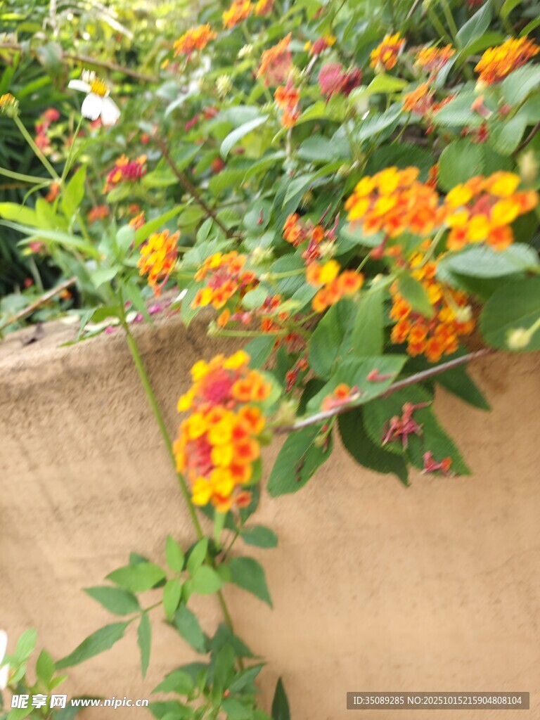 墙边绚烂马缨丹绽放