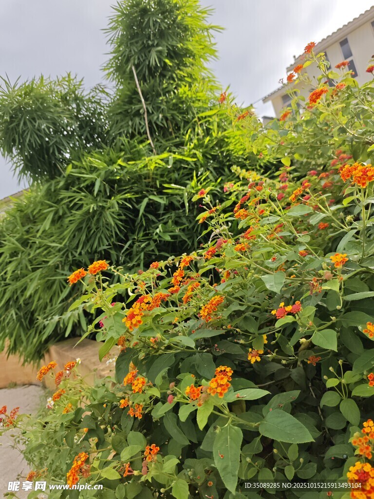 繁花绿植装点的自然角落