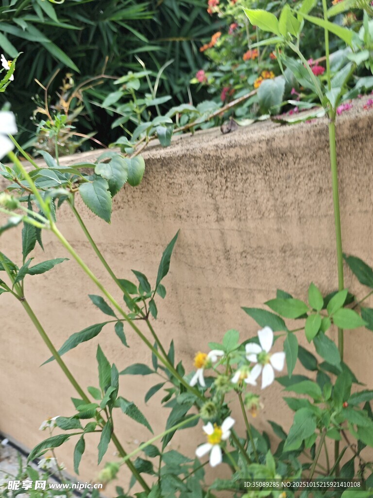 墙边绽放的清新小白花