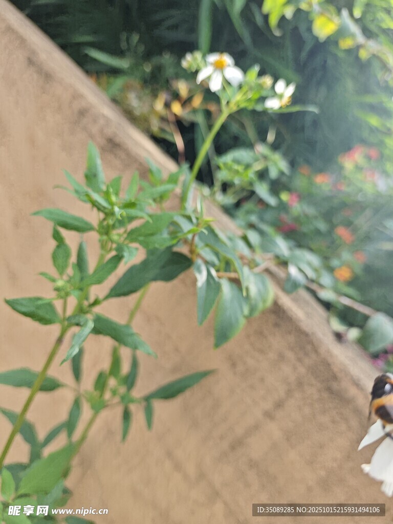 绿叶白花植物特写