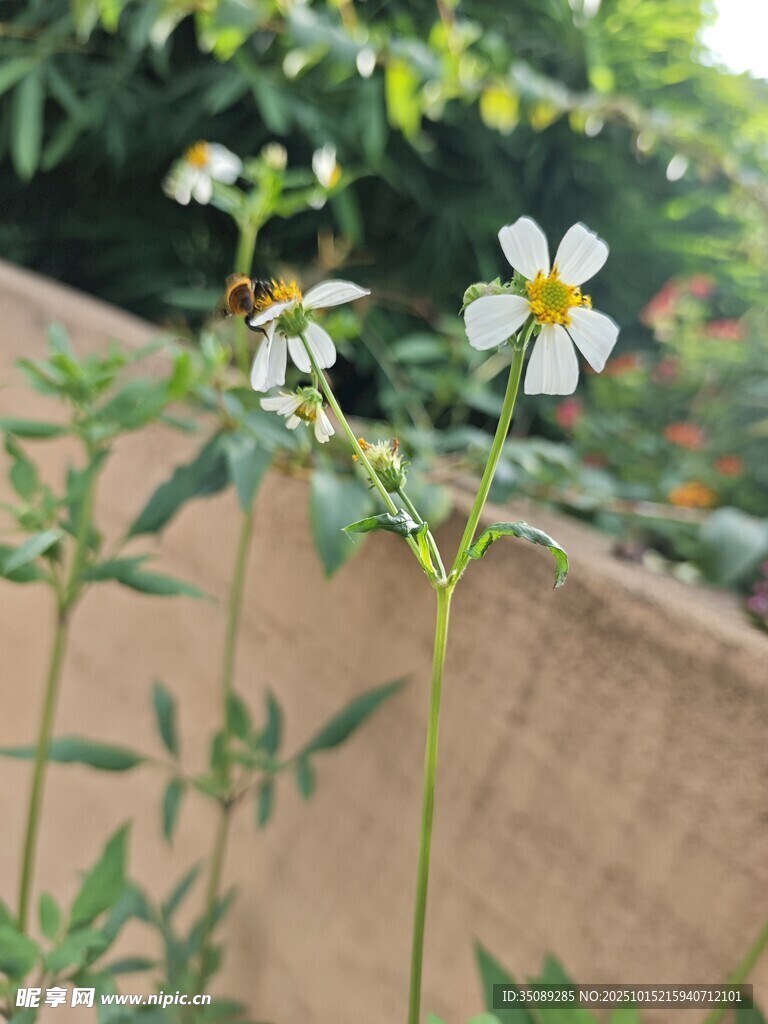 白色小花绽放于绿植间