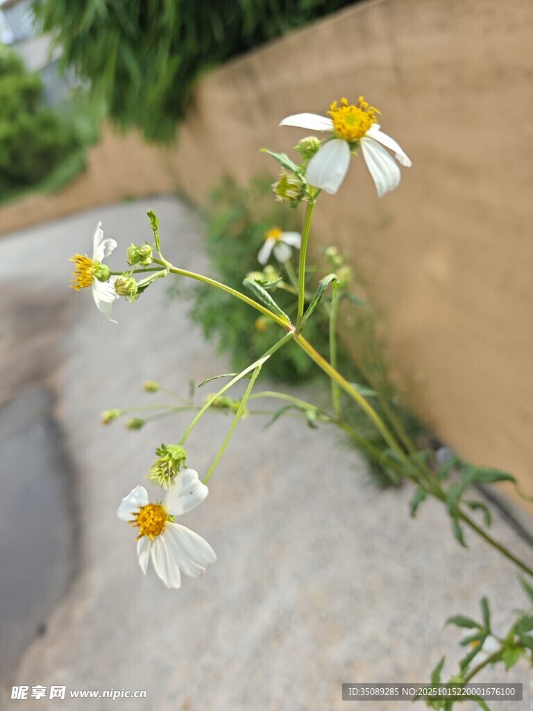 路边绽放的小雏菊