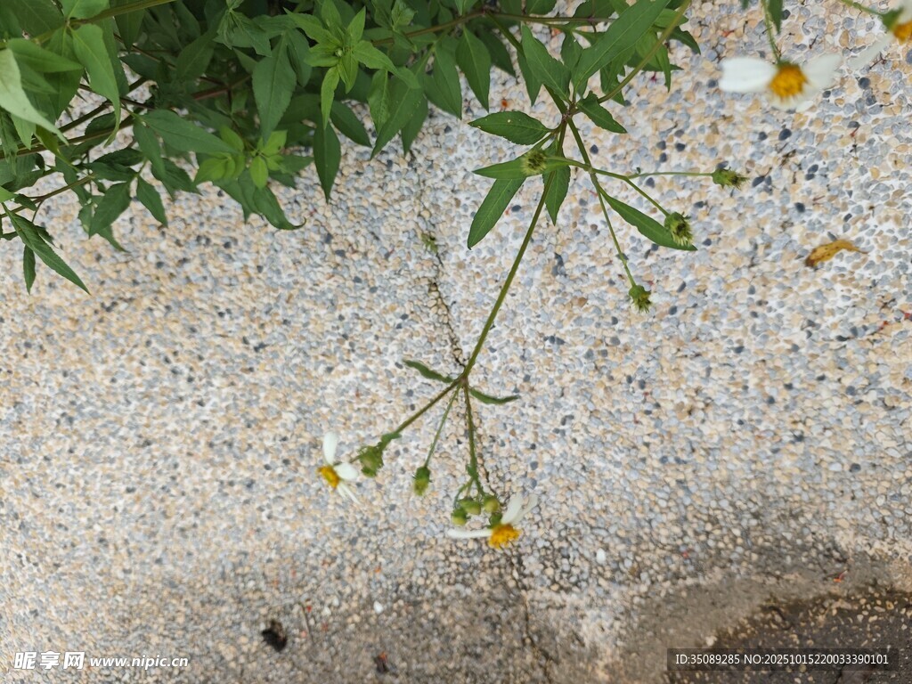 碎石间绽放的黄色小花