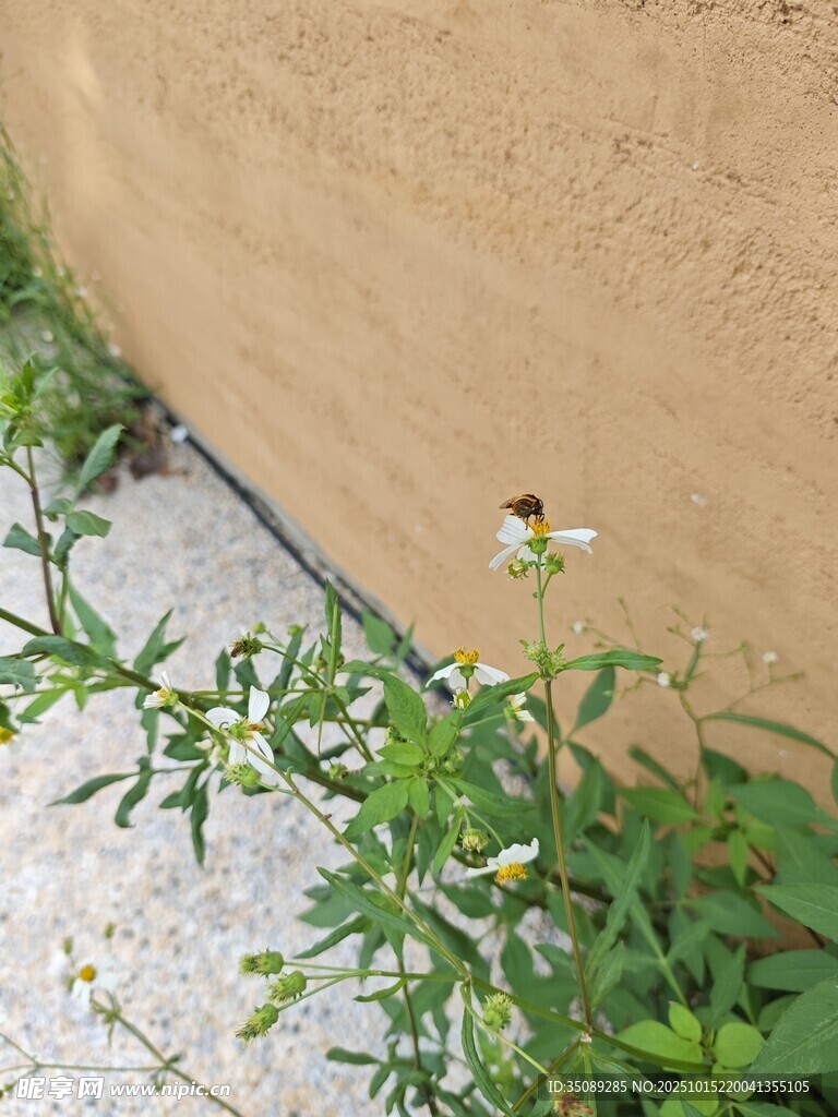 墙边绽放的清新小野花