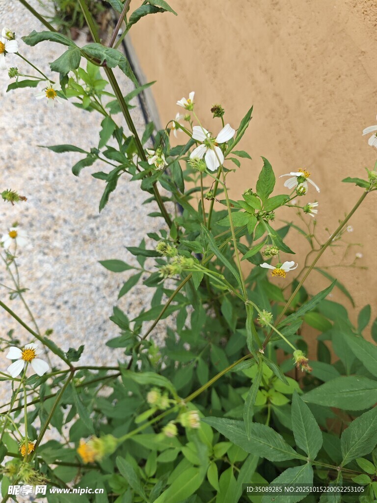 墙边绽放的白色小花植物