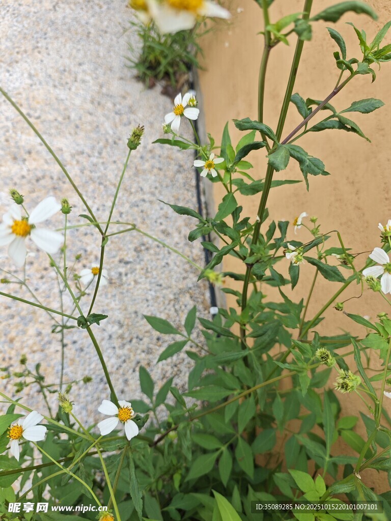 墙边绽放的小白花