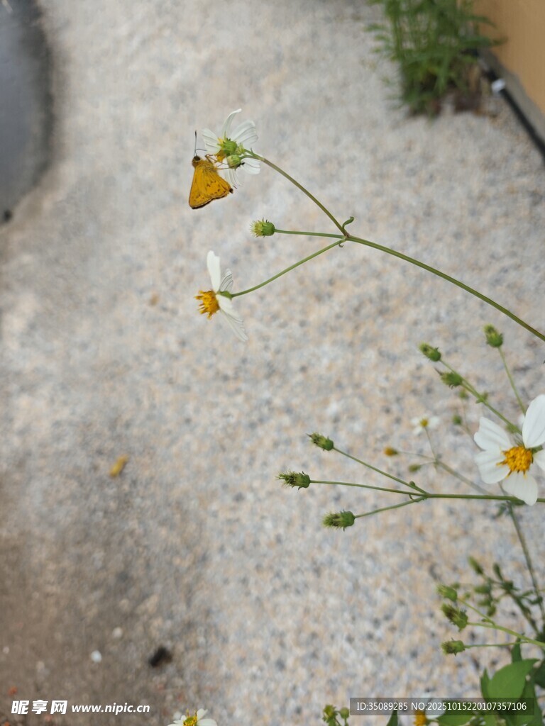 路边绽放的黄白小花