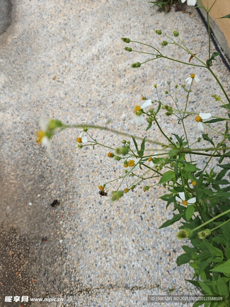 石缝中绽放的清新小雏菊
