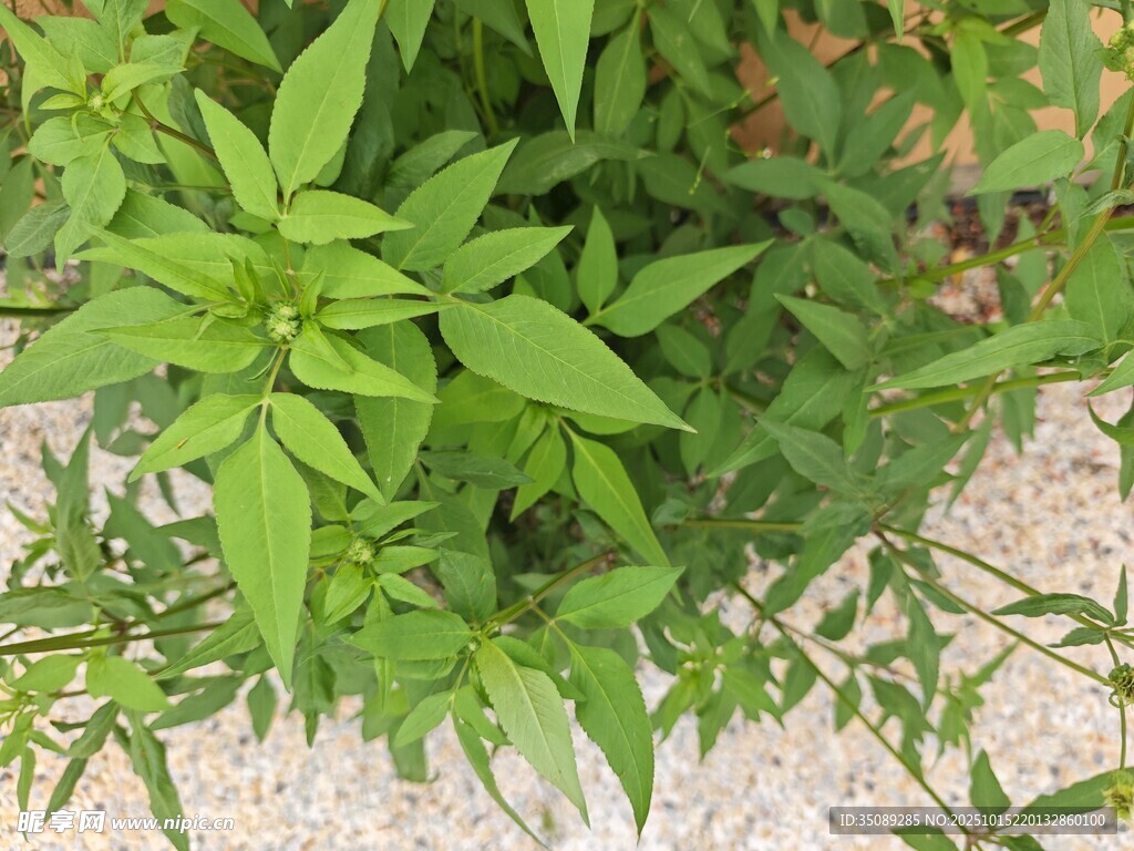 嫩绿植物生机盎然