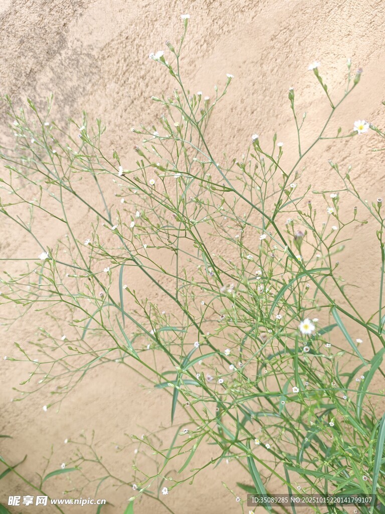 沙地上的绿色植物