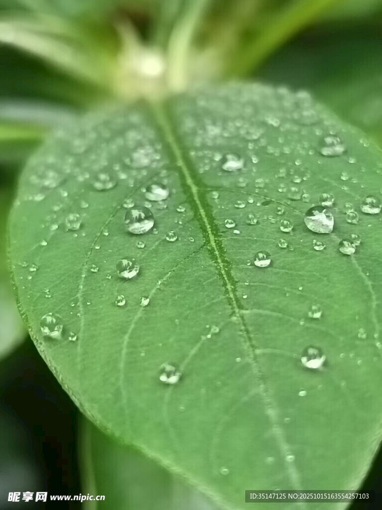 绿叶上晶莹的水珠