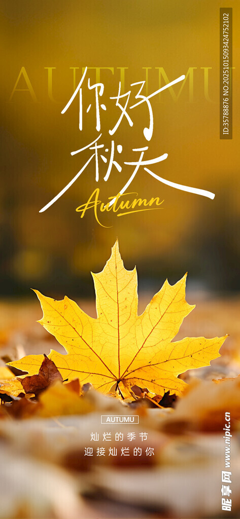 秋日枫叶   邂逅诗意美好
