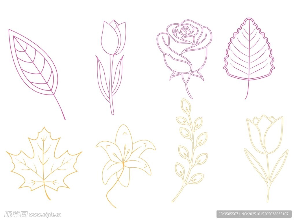 花卉叶子线条插画 