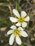 两朵清新小白花