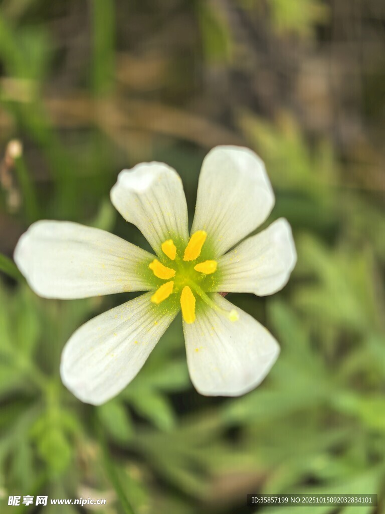 白色小花特写