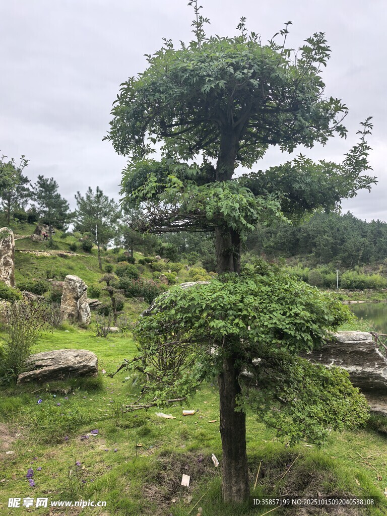 造型独特的景观松树