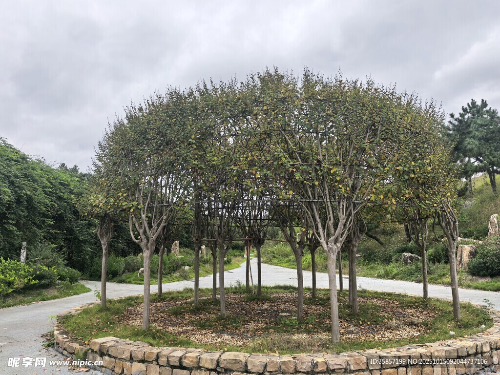 圆形树阵景观
