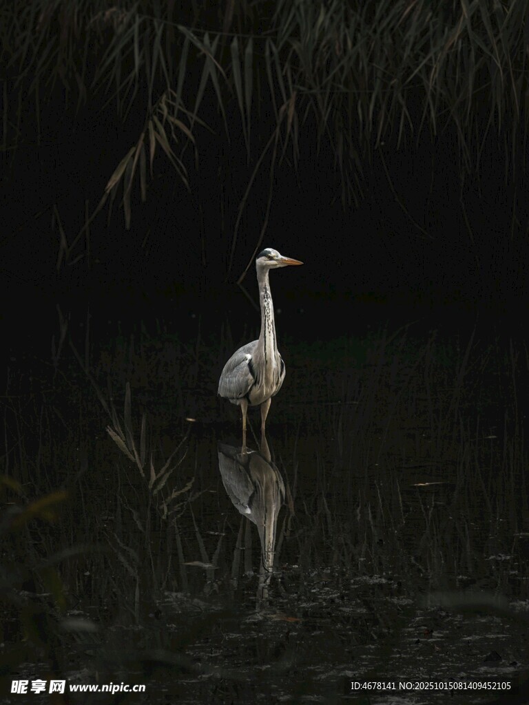 夜中白鹭立水畔