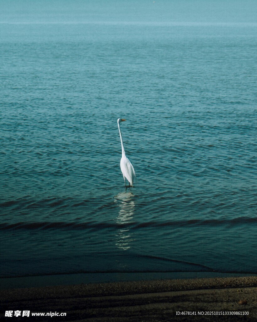 海面上的孤独白鹭