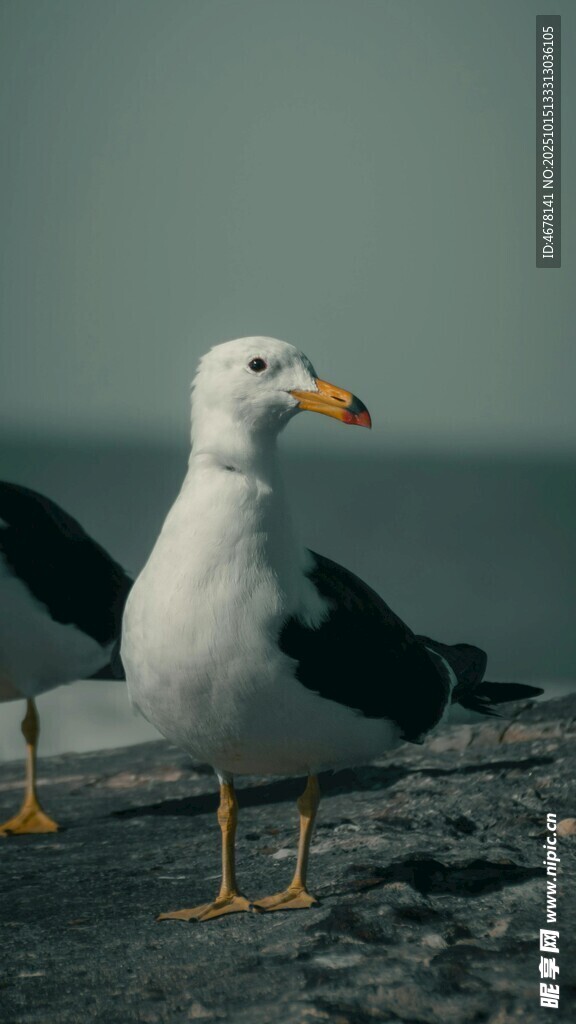 海边站立的黑白海鸥