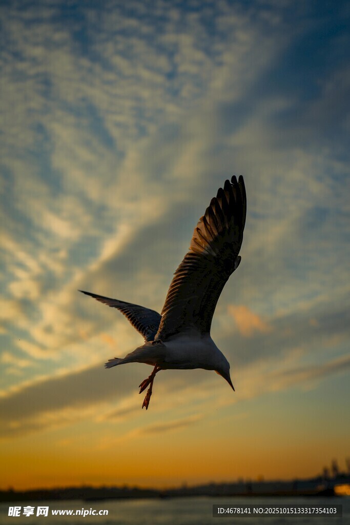 夕阳下翱翔的海鸥