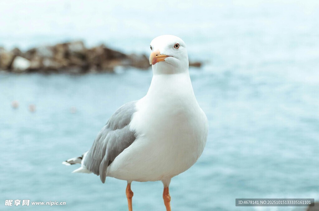 海边站立的优雅海鸥