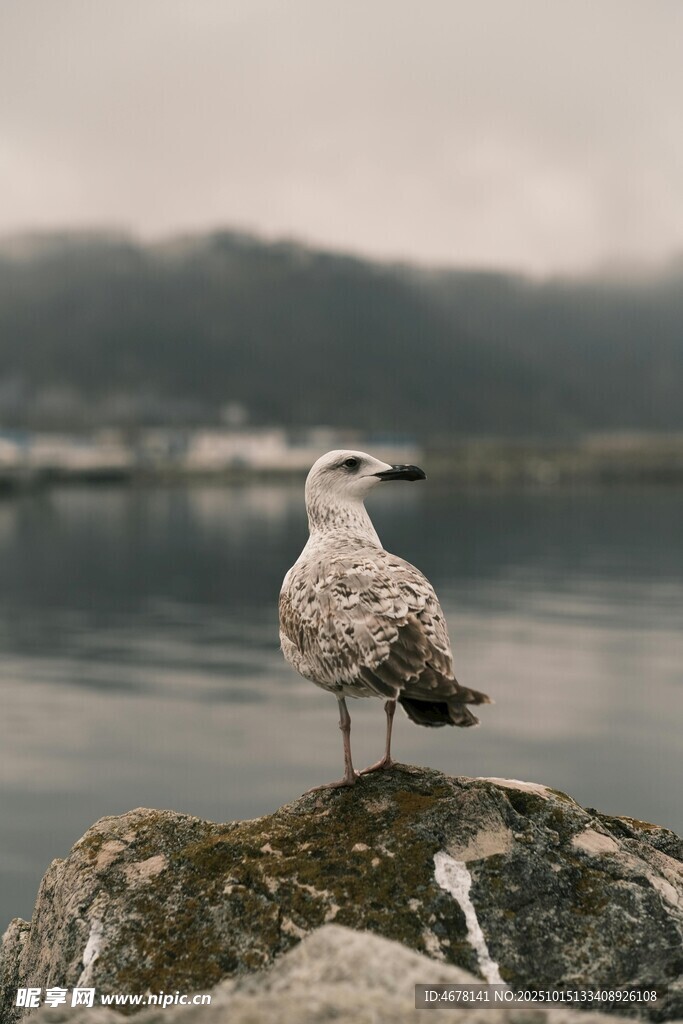 岩石上的海鸥
