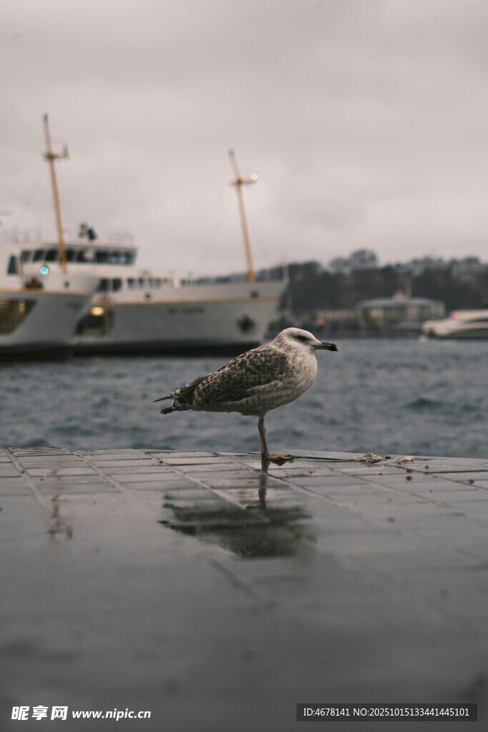 海边独站的海鸥