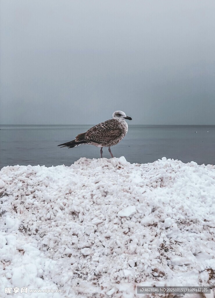 雪地上的海鸥