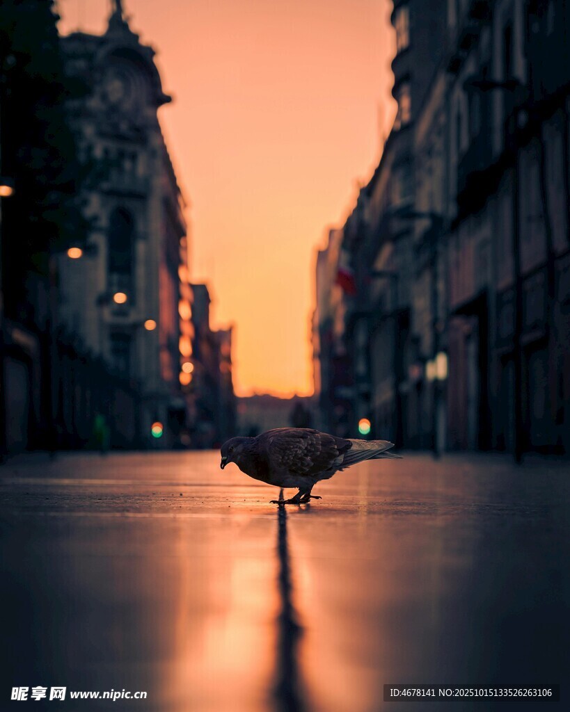 夕阳下街道上的孤独飞鸟