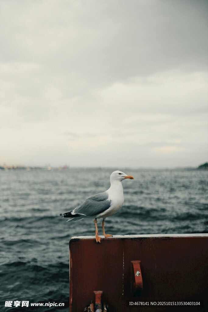 海鸥立于海边船沿