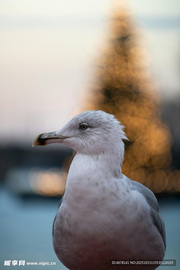 海鸥特写背景模糊圣诞树