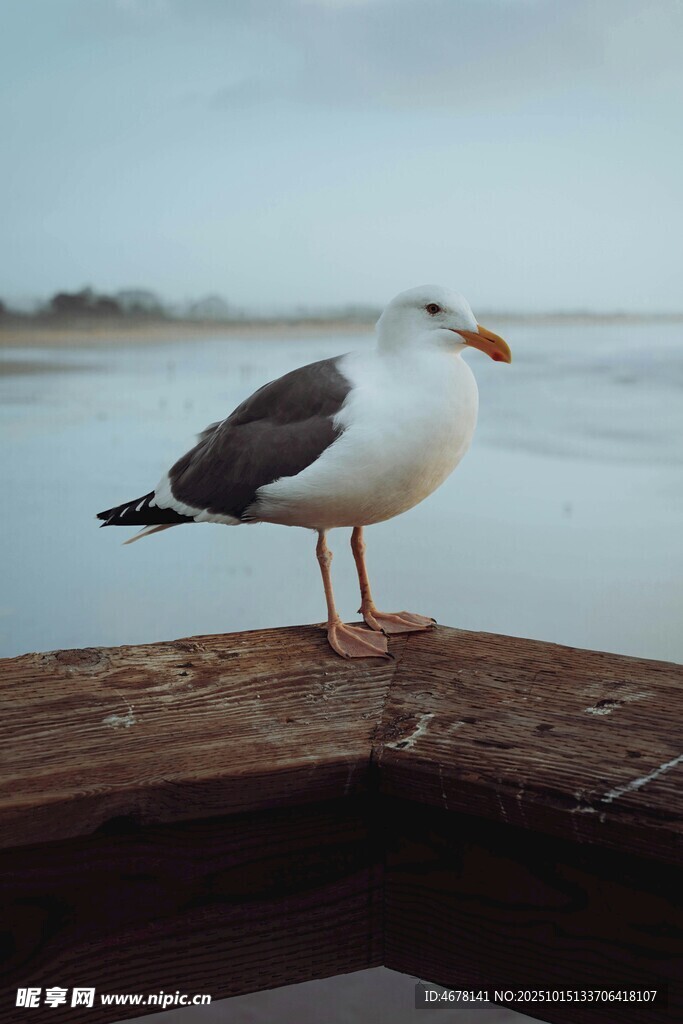 木台上站立的海鸥