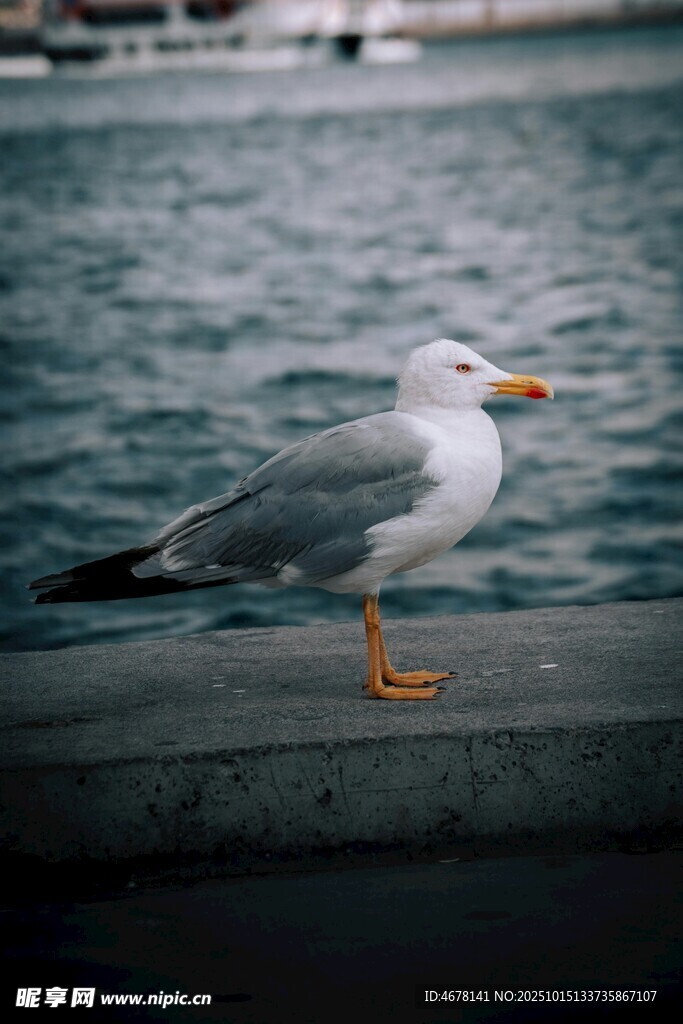 海边石上的一只海鸥