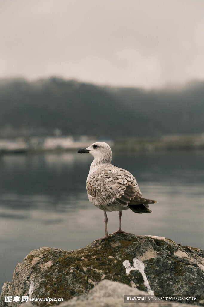 岩石上的海鸥