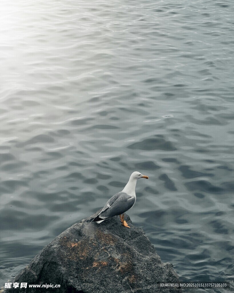 岩石上的海鸥