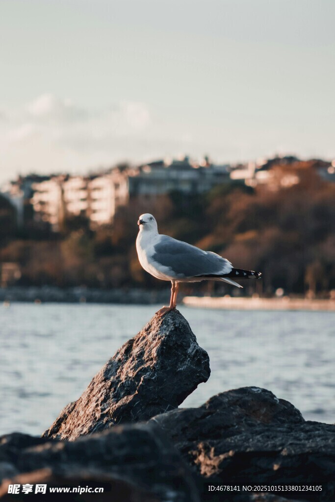 礁石上的海鸥