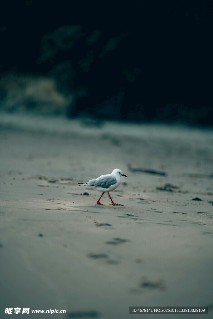 沙滩上行走的小鸟